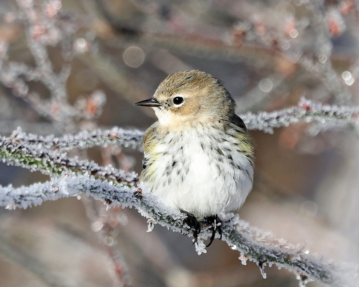 Taçlı Ötleğen (coronata) - ML647763582