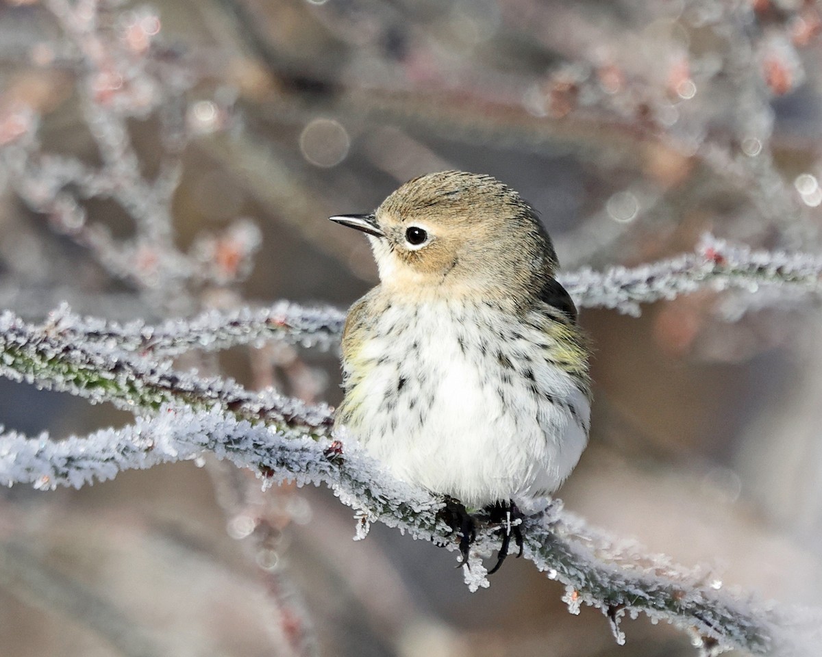 Taçlı Ötleğen (coronata) - ML647763583