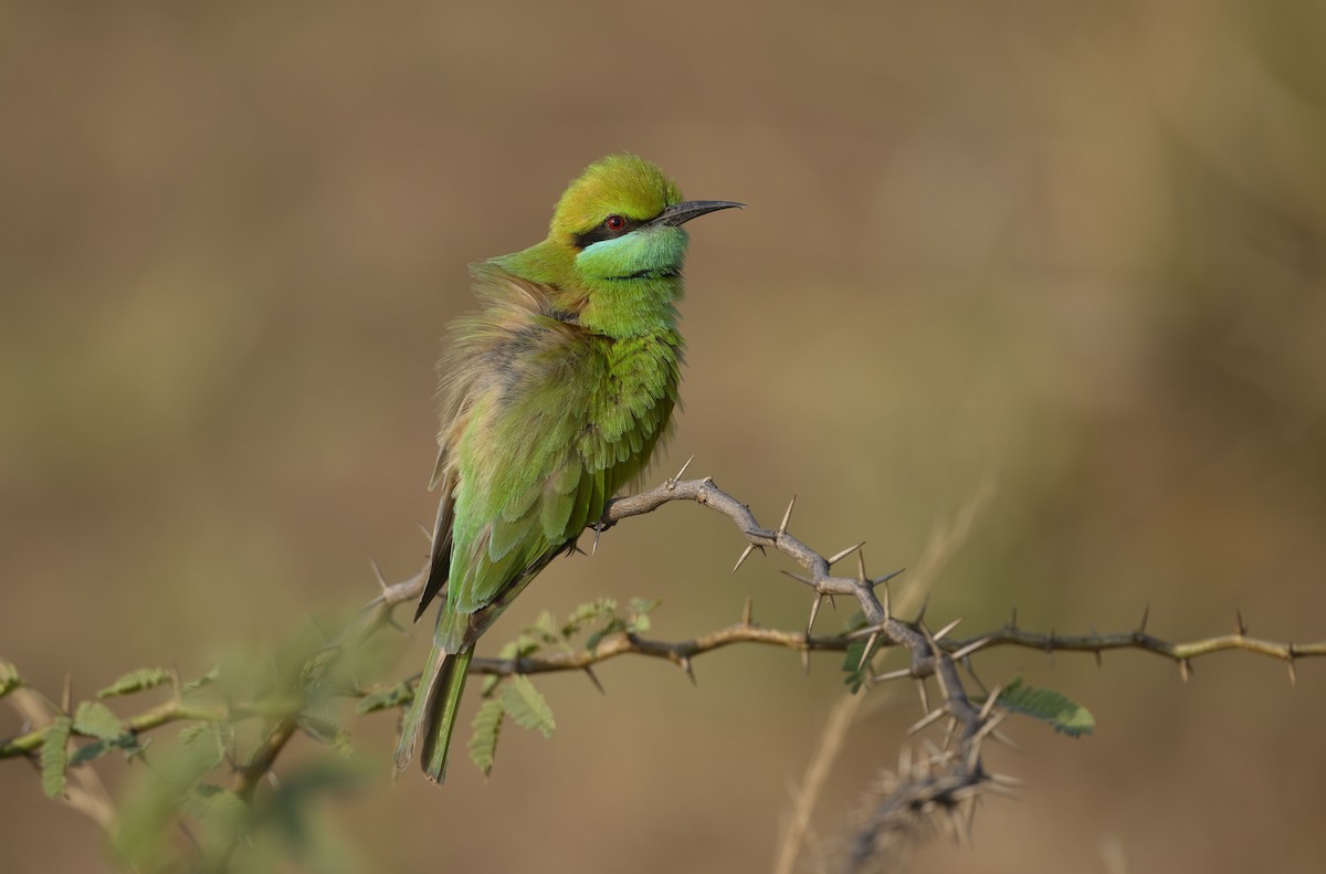 Asya Yeşil Arıkuşu - ML647763584