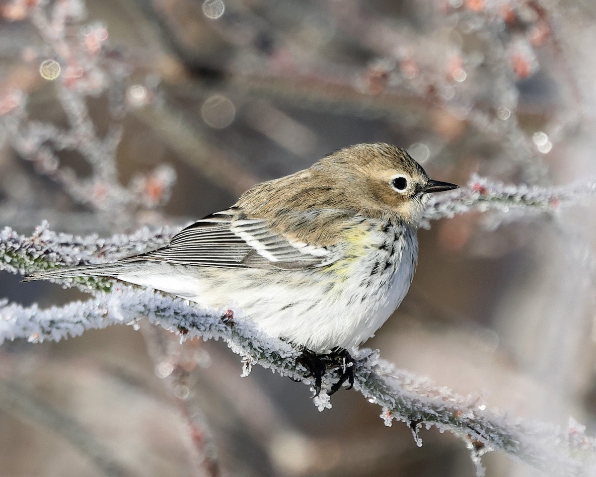 Taçlı Ötleğen (coronata) - ML647763585