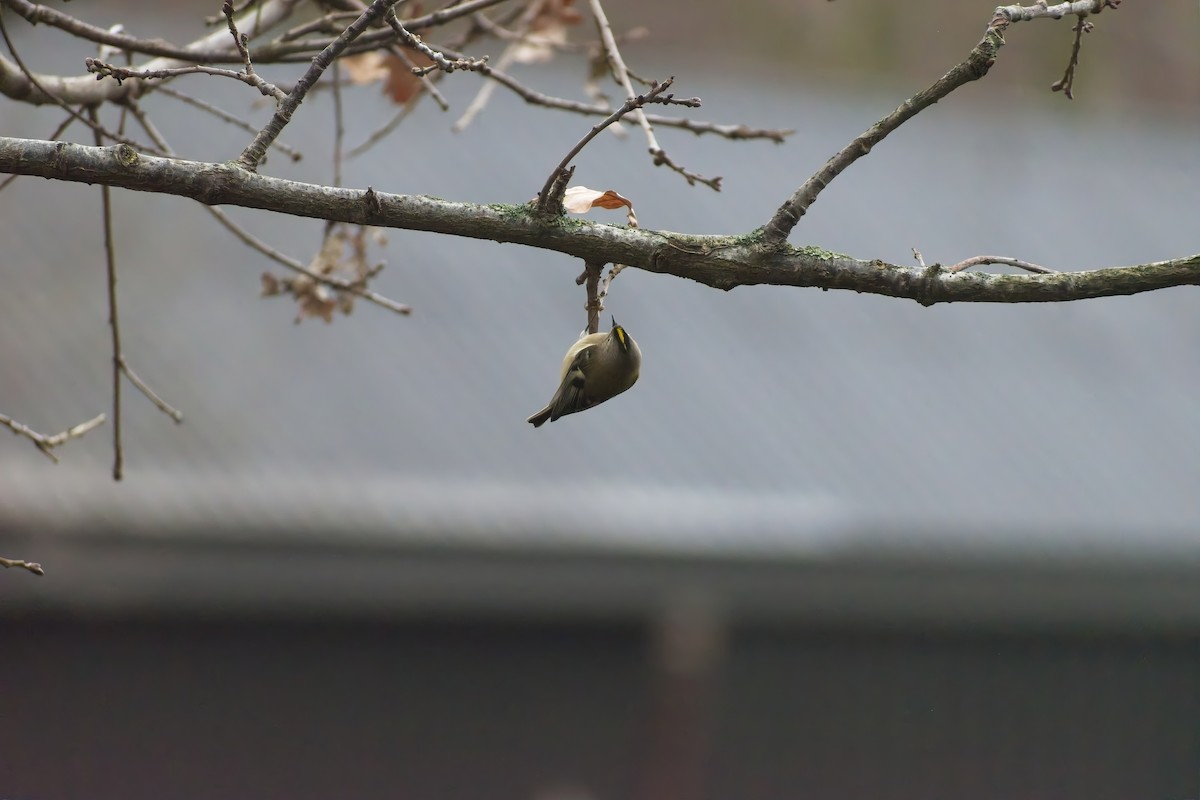 Çalıkuşu - ML647763586