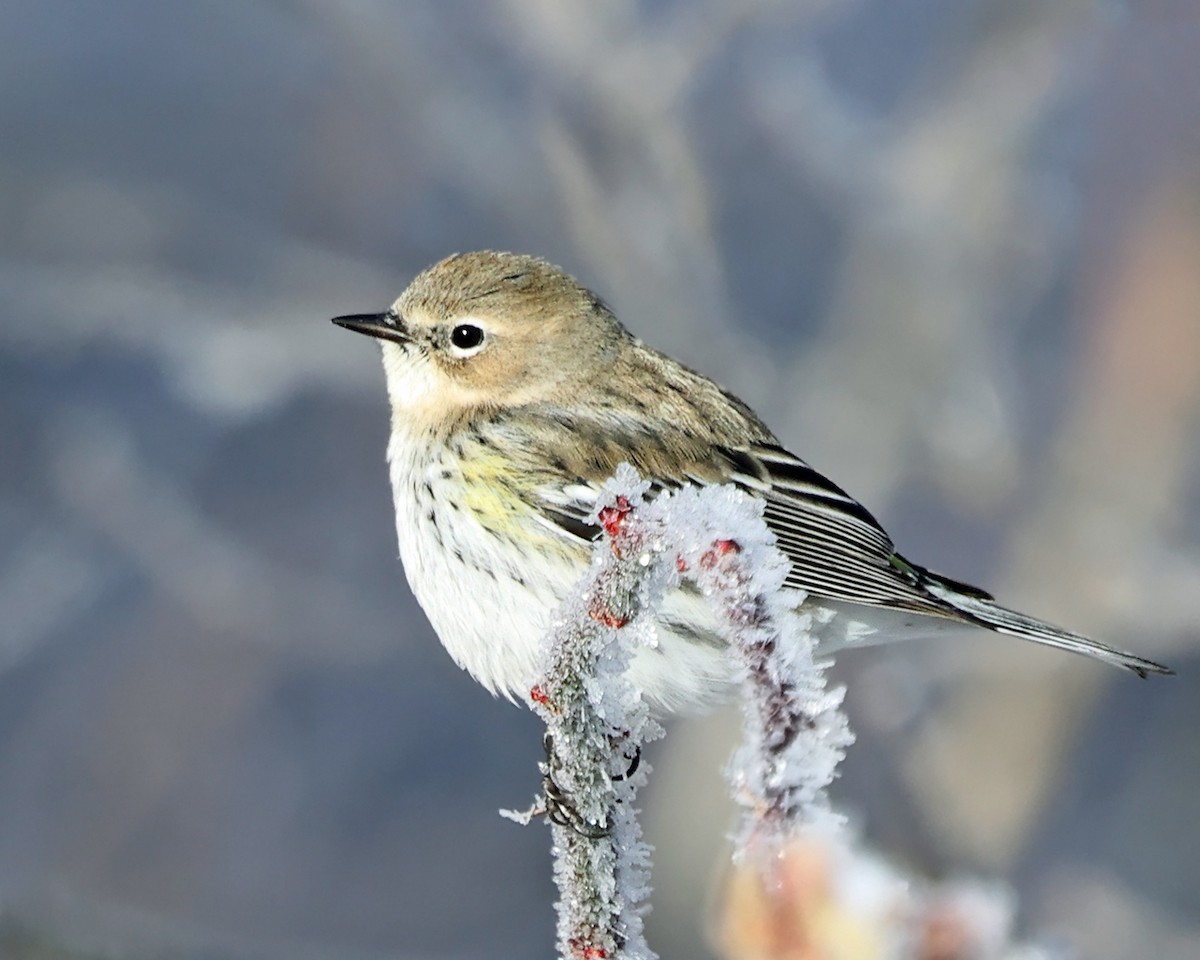 Taçlı Ötleğen (coronata) - ML647763587