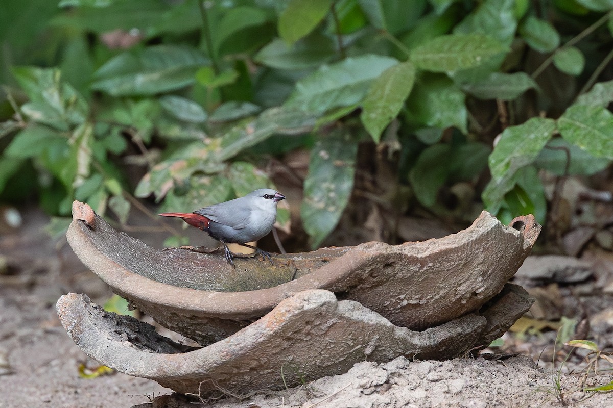 Mercan Kuyruklu Mumgaga - ML647763588