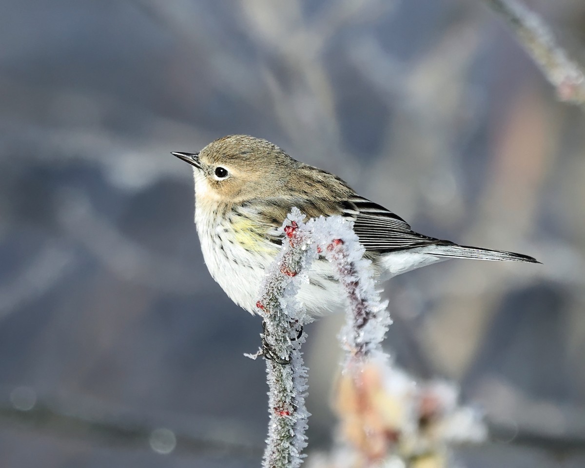 Taçlı Ötleğen (coronata) - ML647763589
