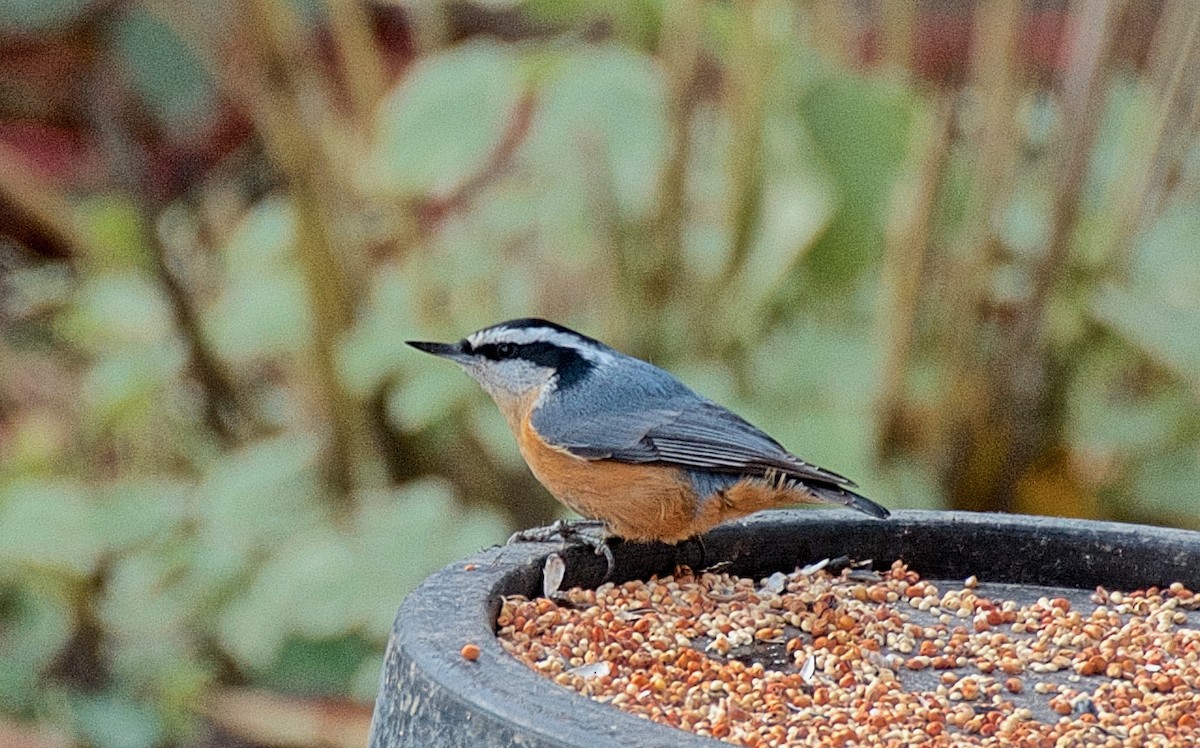 Kanada Sıvacısı - ML647763591