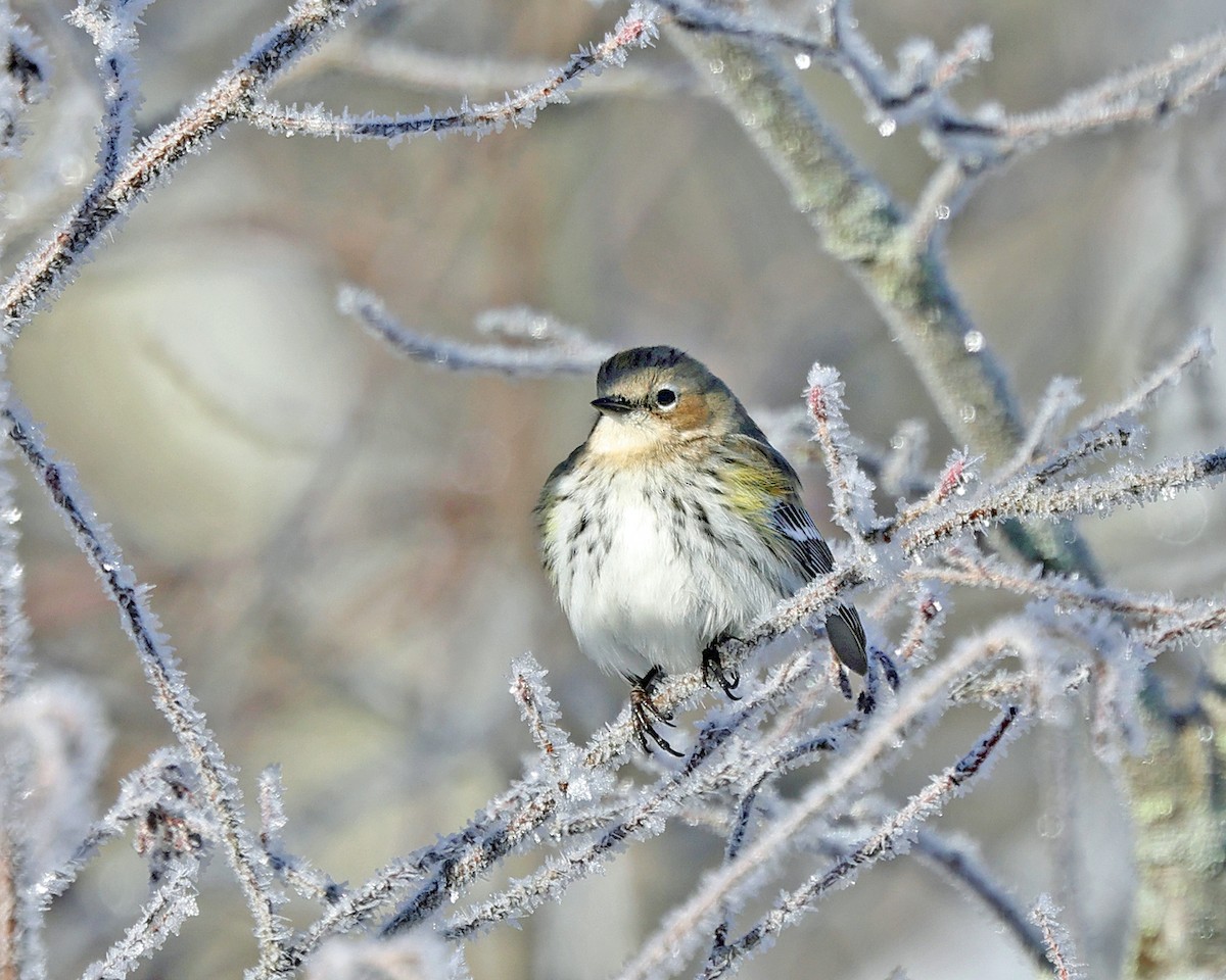 Taçlı Ötleğen (coronata) - ML647763592
