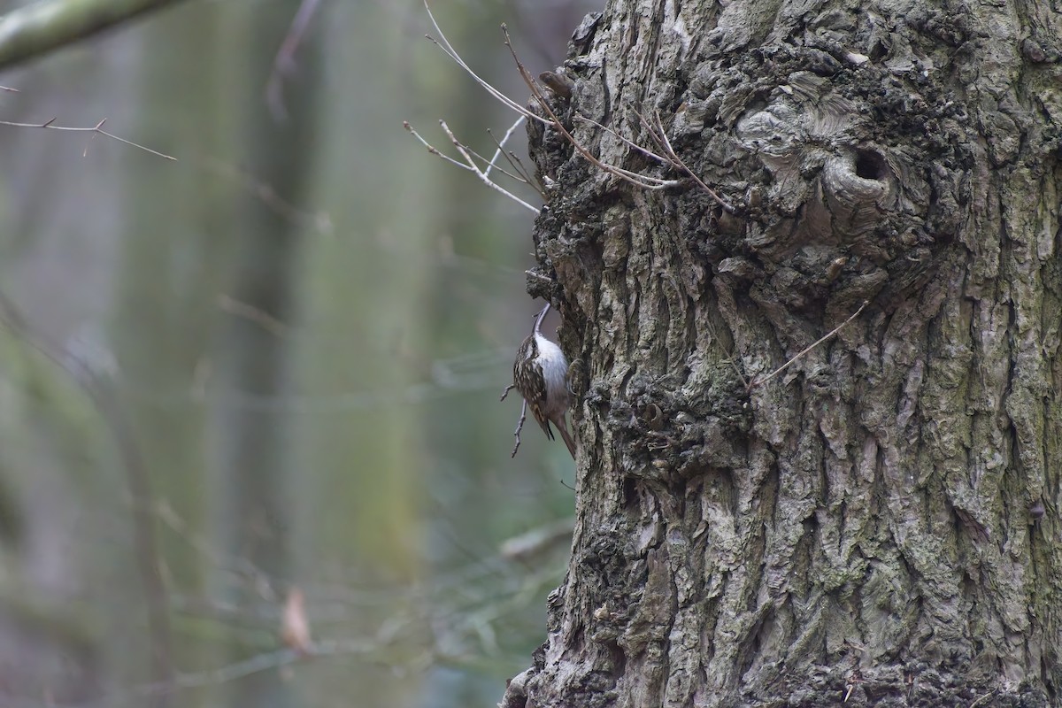 Bahçe Tırmaşıkkuşu - ML647763594