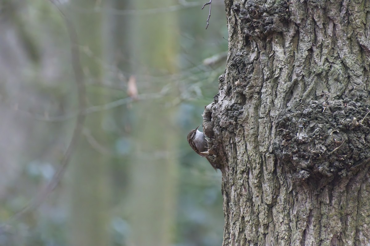 Bahçe Tırmaşıkkuşu - ML647763595