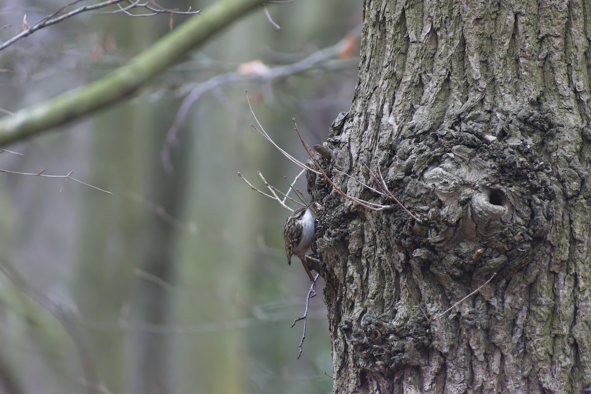 Bahçe Tırmaşıkkuşu - ML647763596