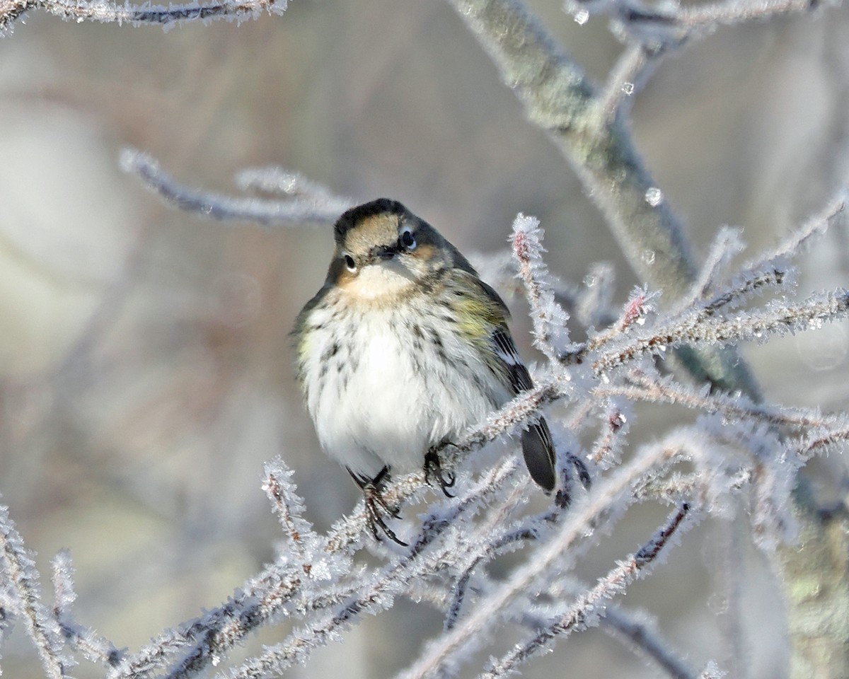 Taçlı Ötleğen (coronata) - ML647763597