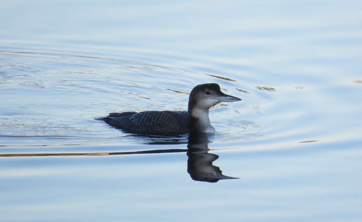 Buz Dalgıcı - ML647763598