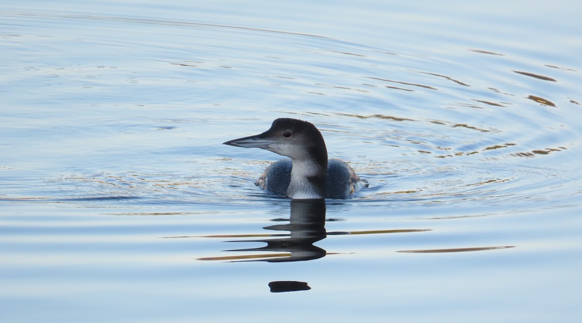 Buz Dalgıcı - ML647763599