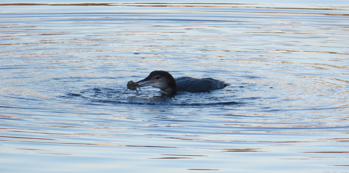 Buz Dalgıcı - ML647763600