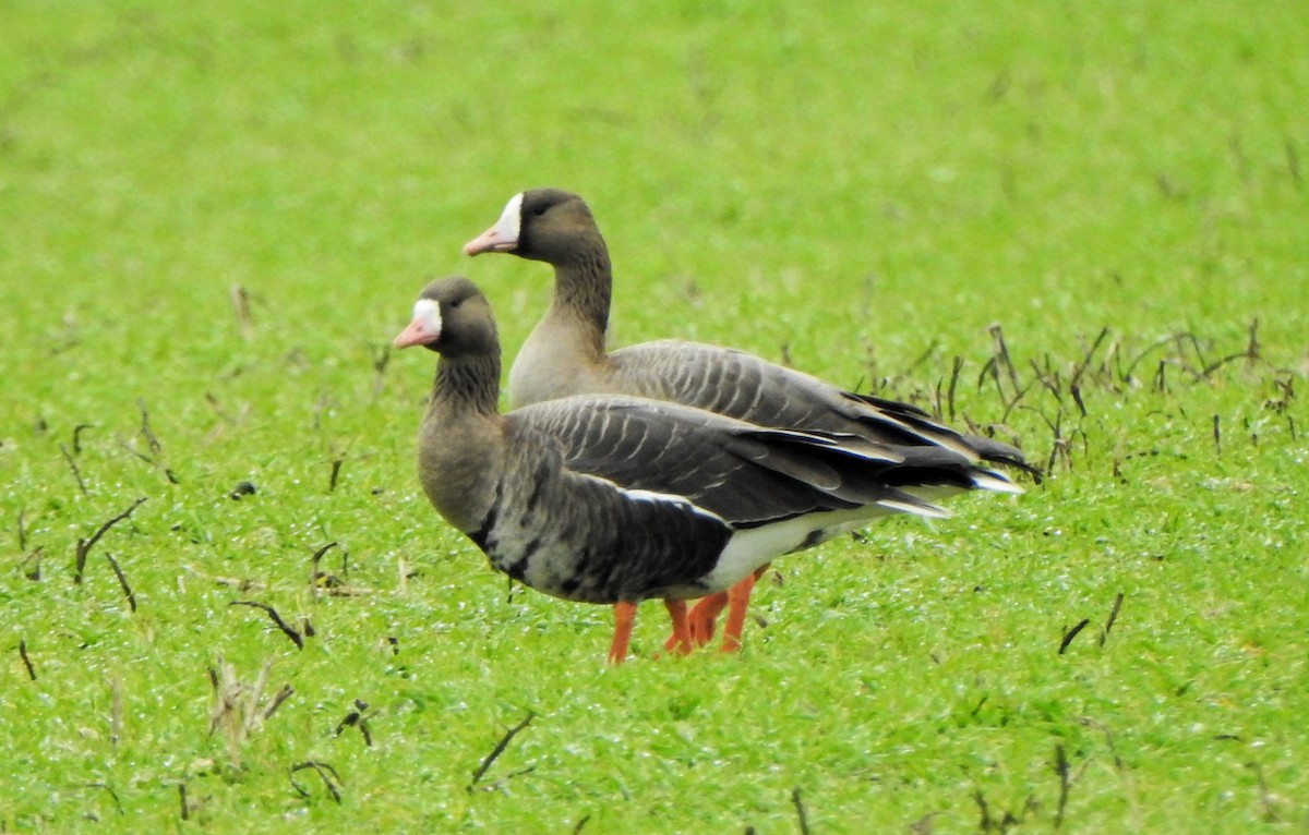 Sakarca (albifrons) - ML647763601