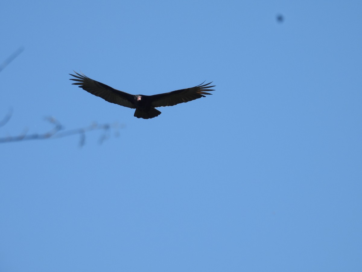 Hindi Akbabası - ML647763604