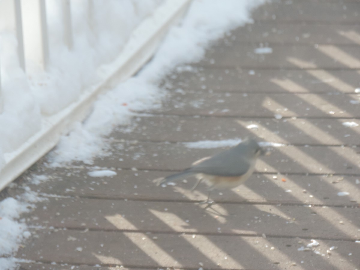 Ak Tepeli Baştankara - ML647763605