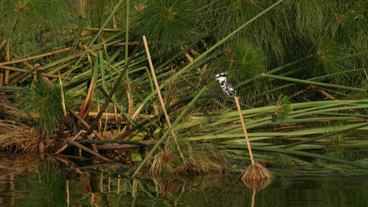 Alaca Yalıçapkını - ML647763606