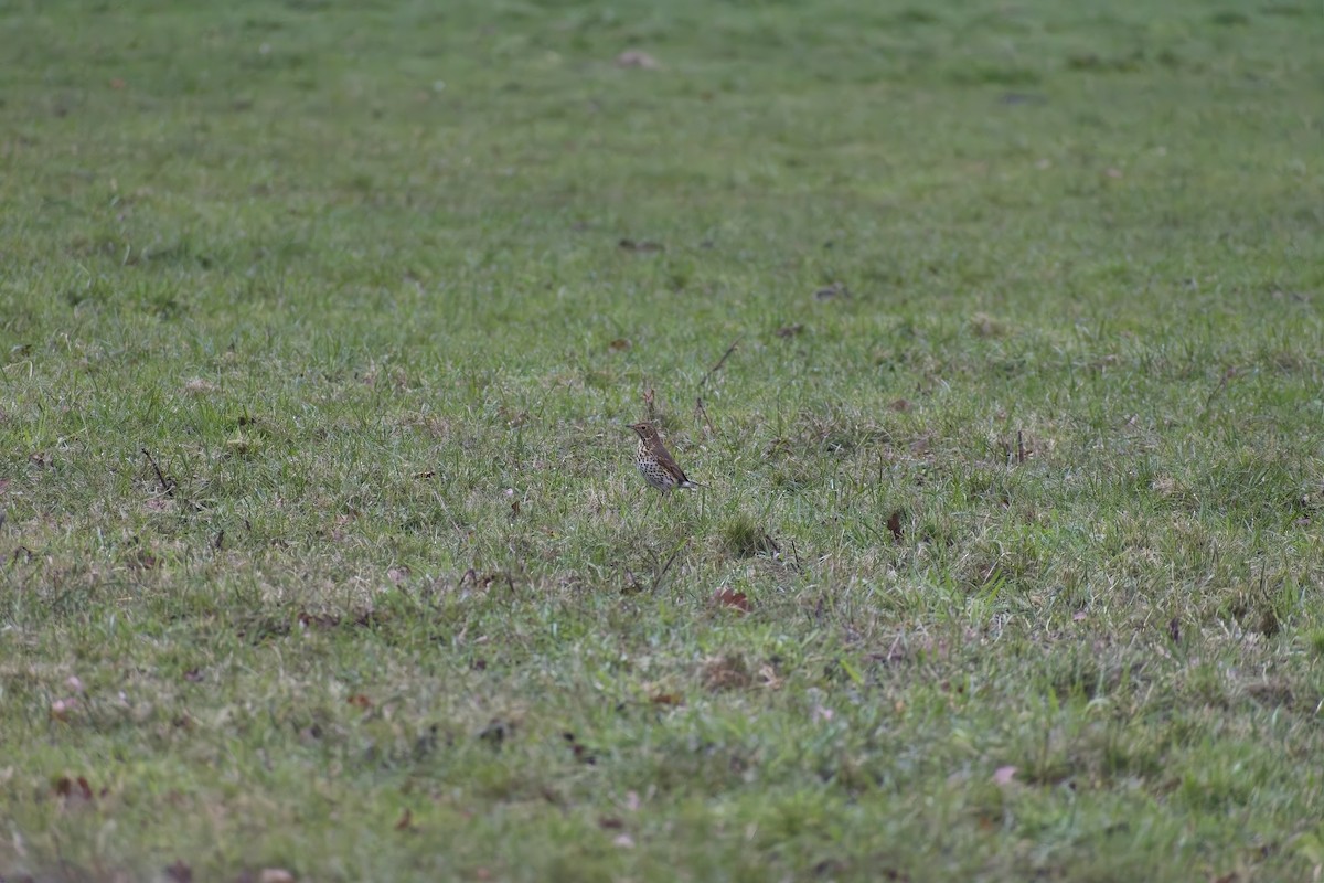 Öter Ardıç - ML647763607