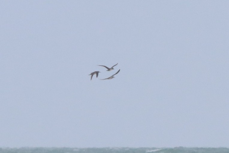 Sümsük - ML647763608