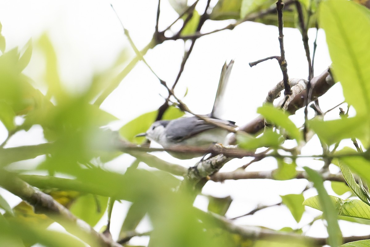 White-browed Gnatcatcher - ML647763677