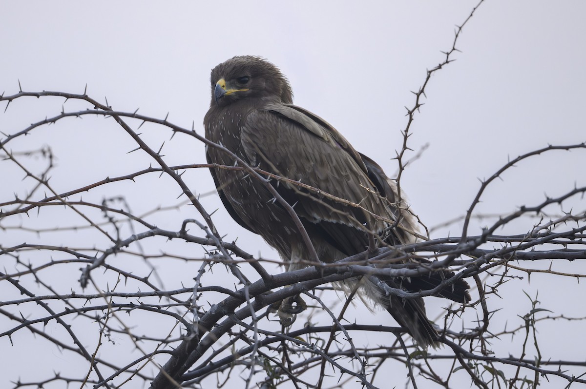 Indian Spotted Eagle - Ishaan Lalbhai