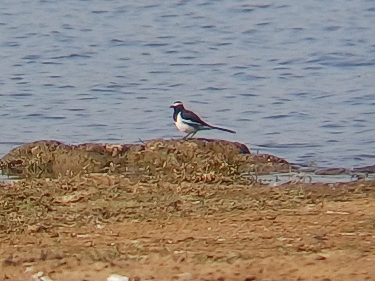 White-browed Wagtail - ML647763761