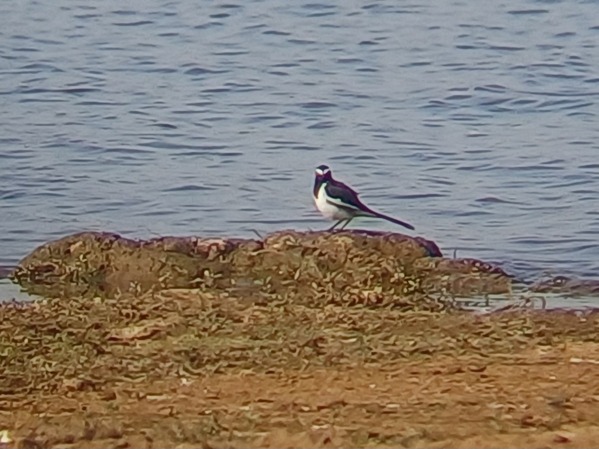 White-browed Wagtail - ML647763762