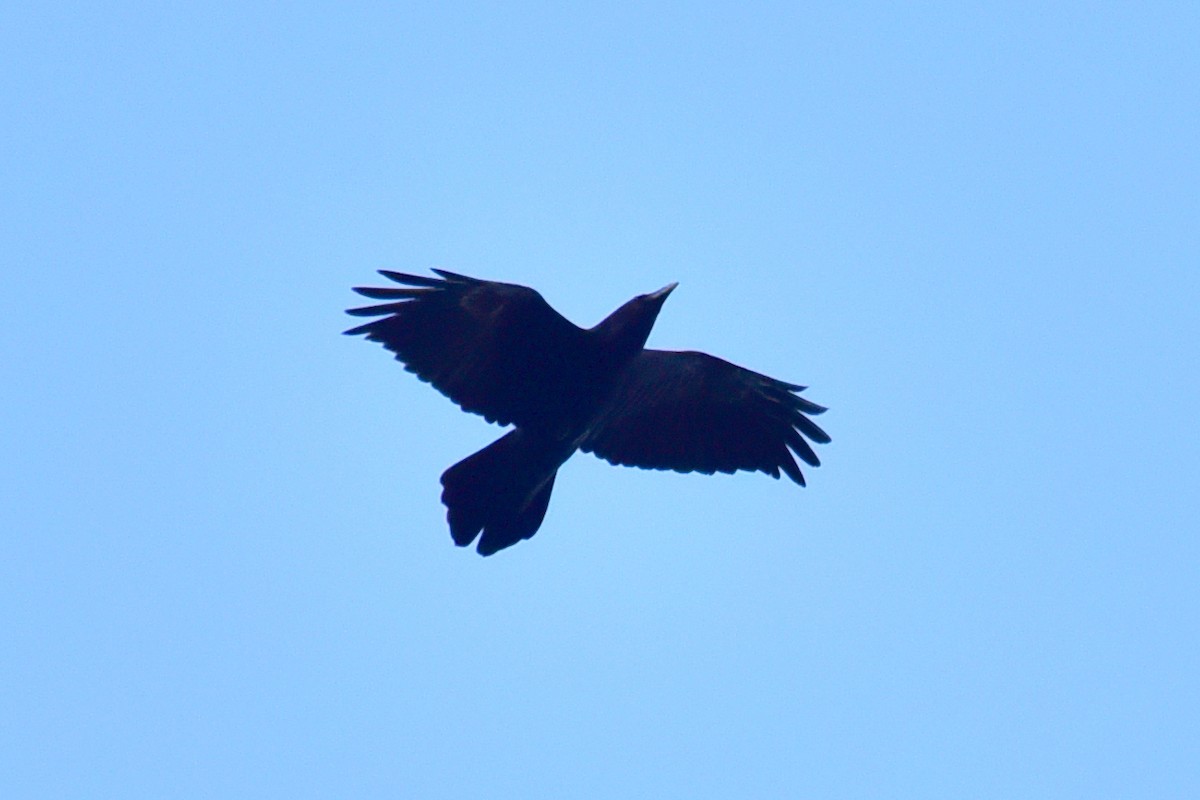 Крук звичайний - ML647763808