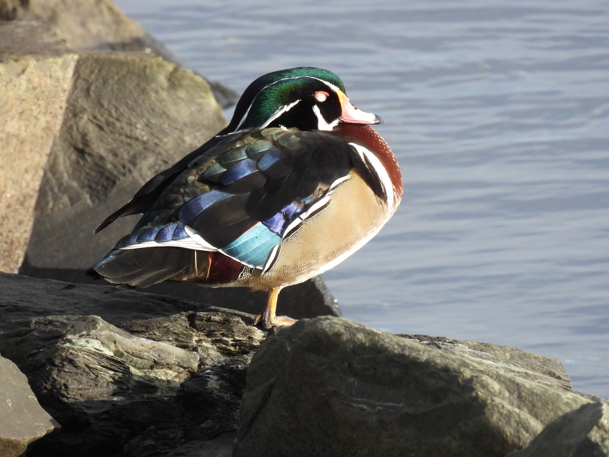 Каролінка - ML647763809