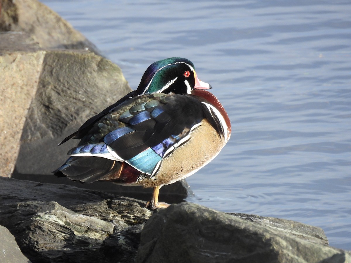 Каролінка - ML647763811