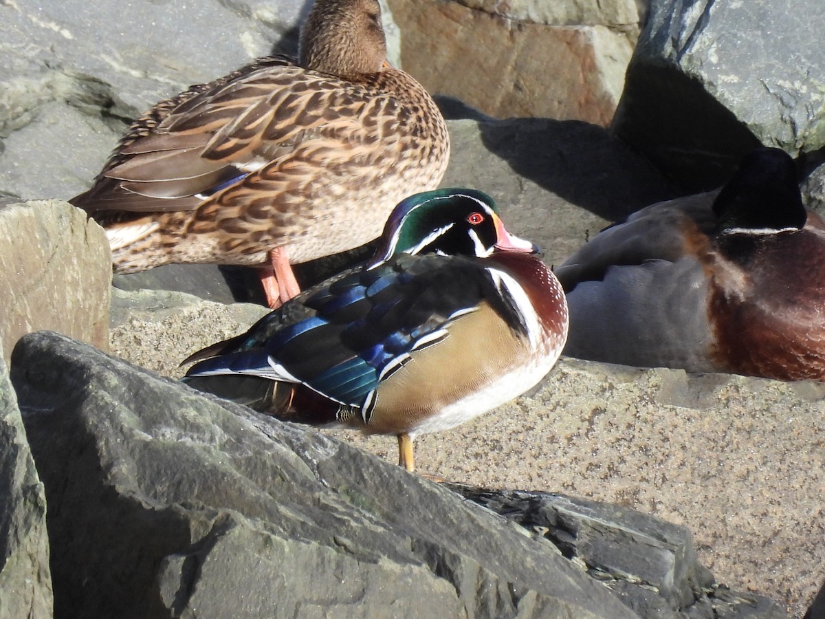 Каролінка - ML647763812