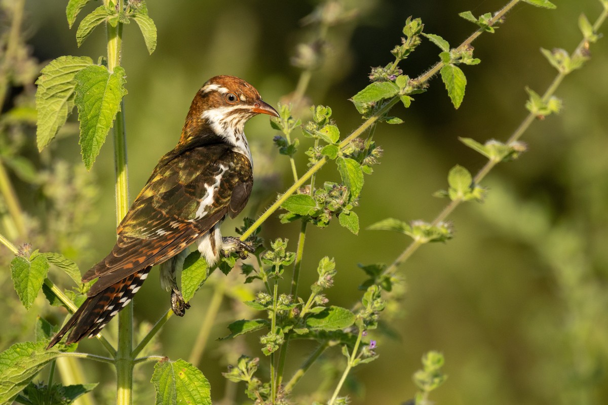 Дідрик білощокий - ML647763820