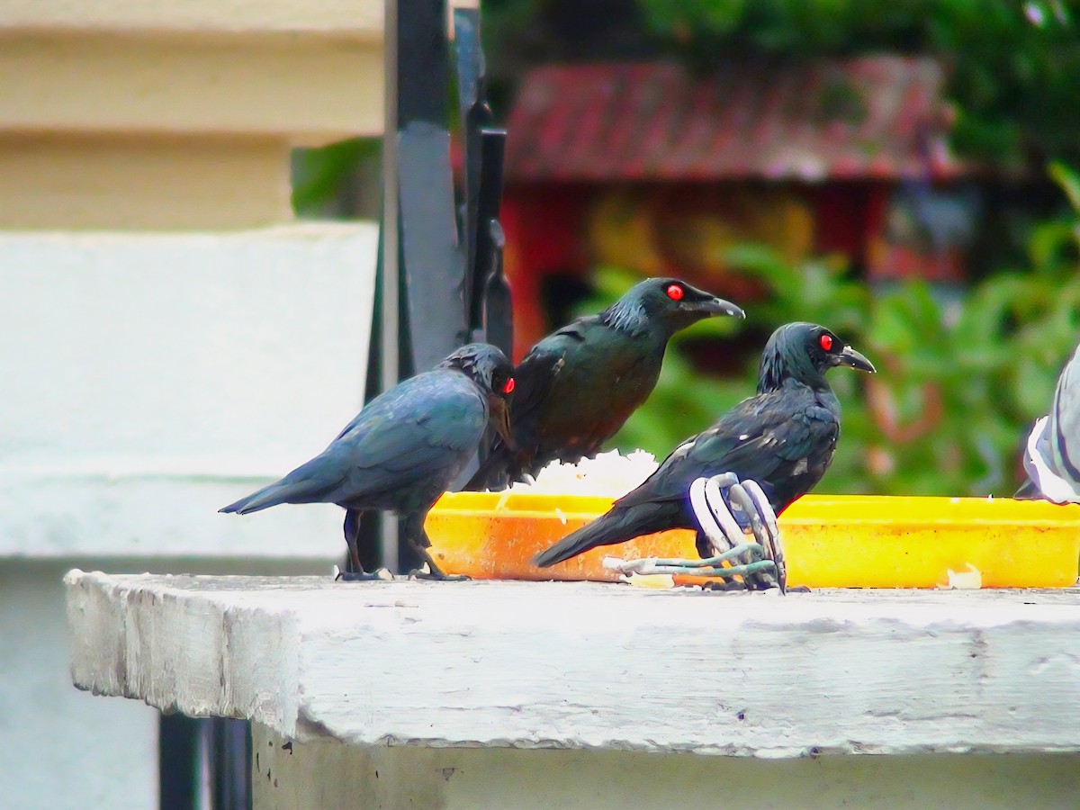 Asian Glossy Starling - ML647763824