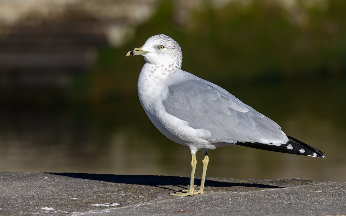 Мартин делаверський - ML647763842