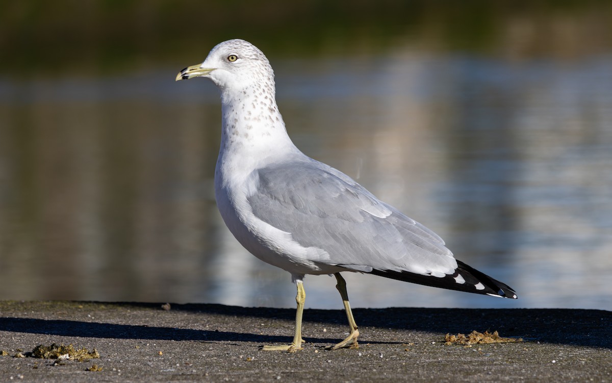 Мартин делаверський - ML647763844