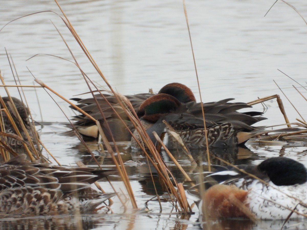 Чирянка мала - ML647763850