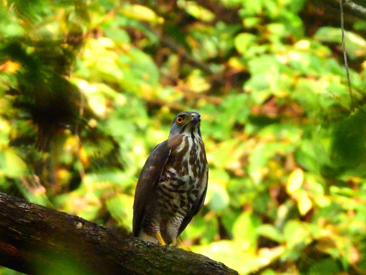 Яструб чубатий - ML647763853