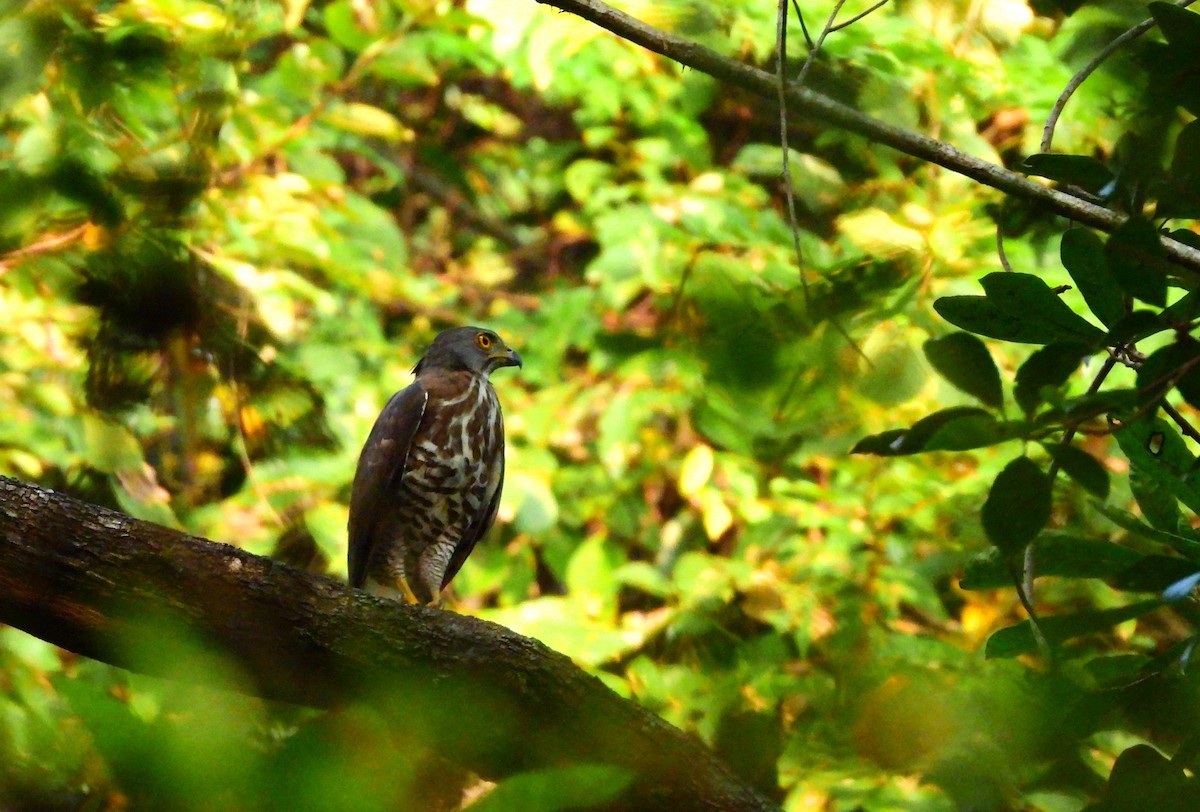 Яструб чубатий - ML647763854