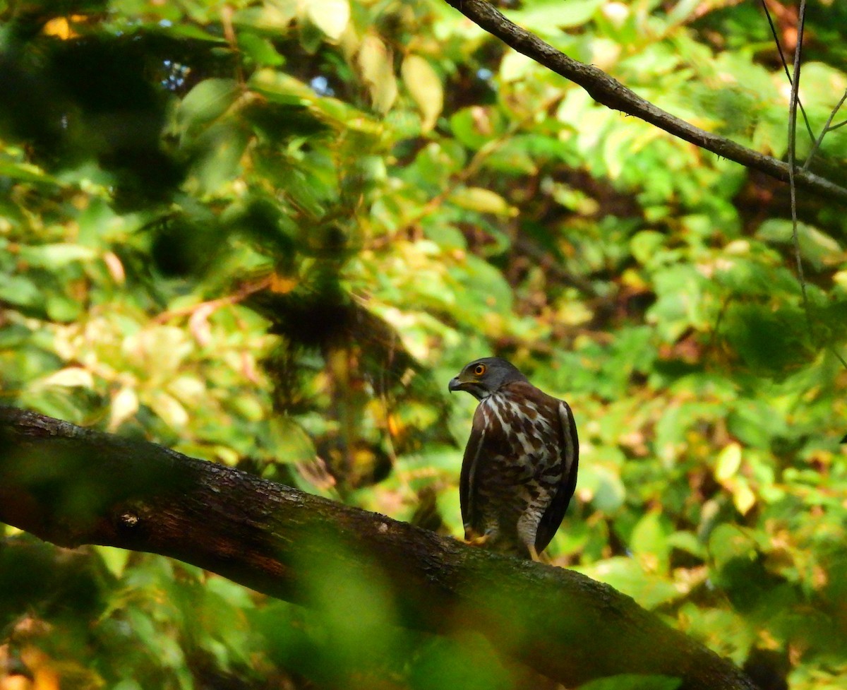 Яструб чубатий - ML647763855