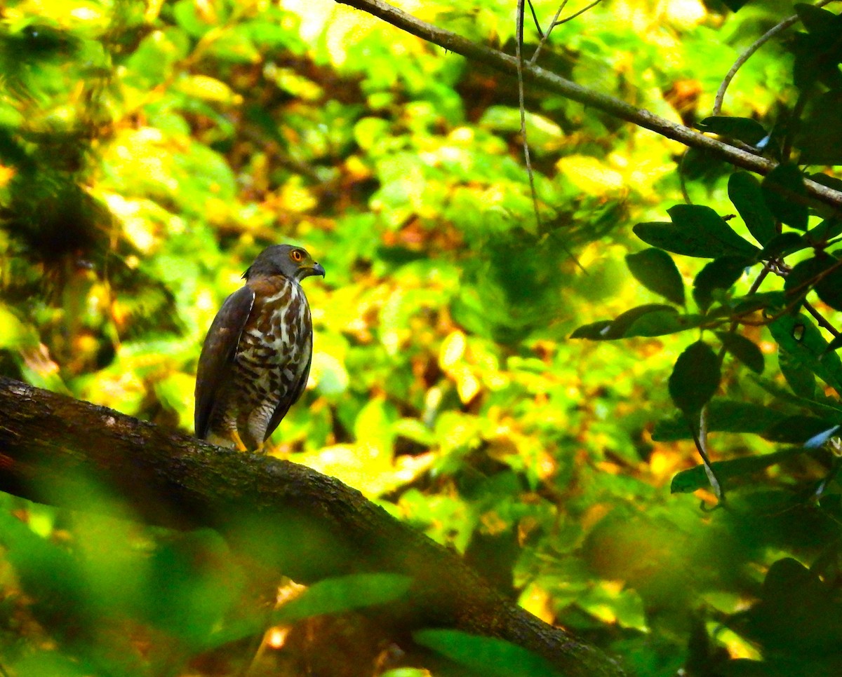 Яструб чубатий - ML647763856