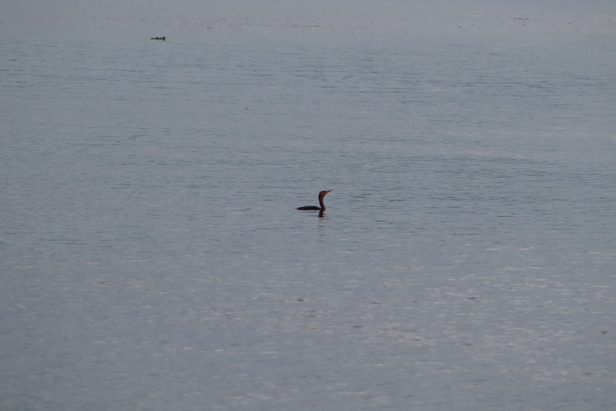 Баклан вухатий - ML647763857