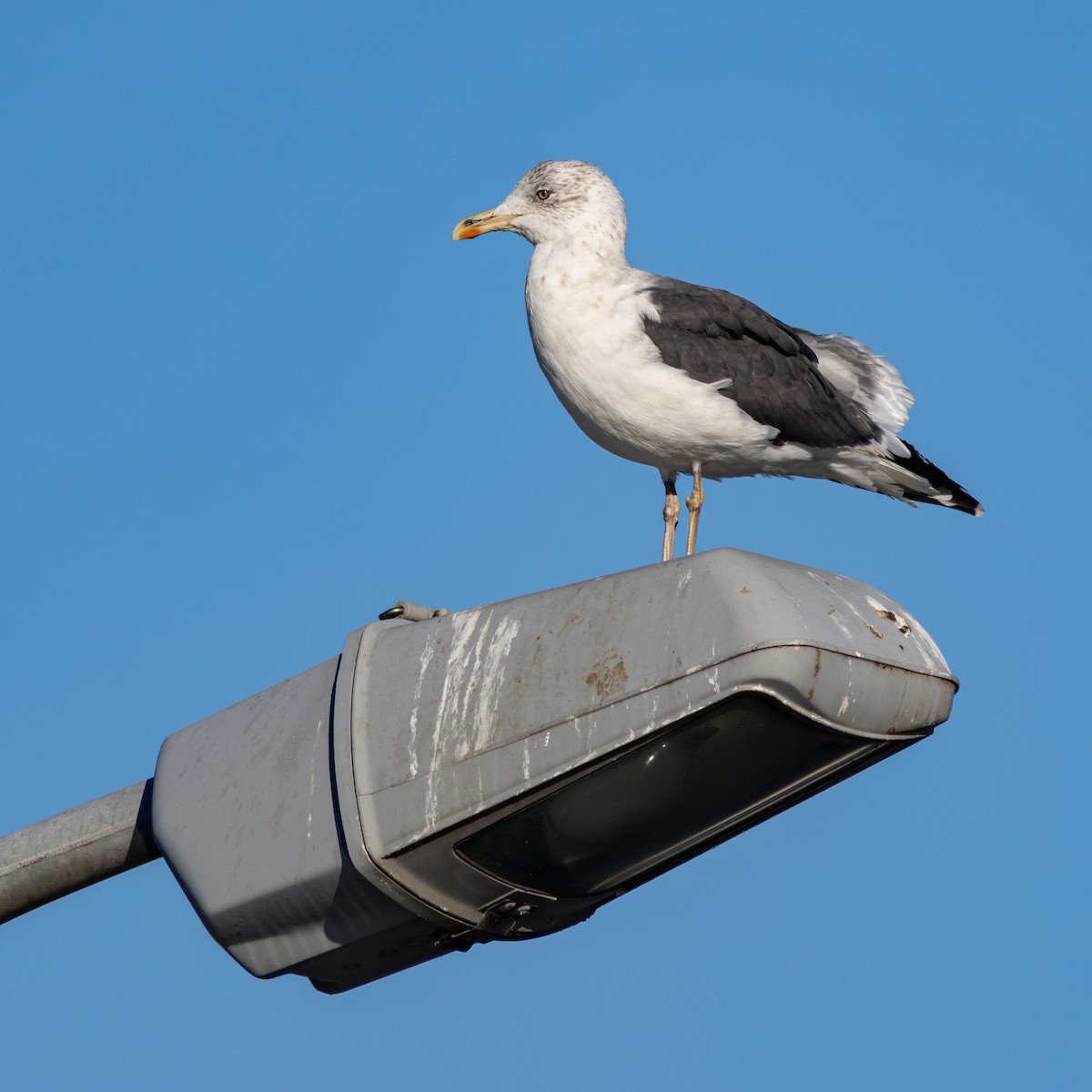 Мартин чорнокрилий - ML647763859