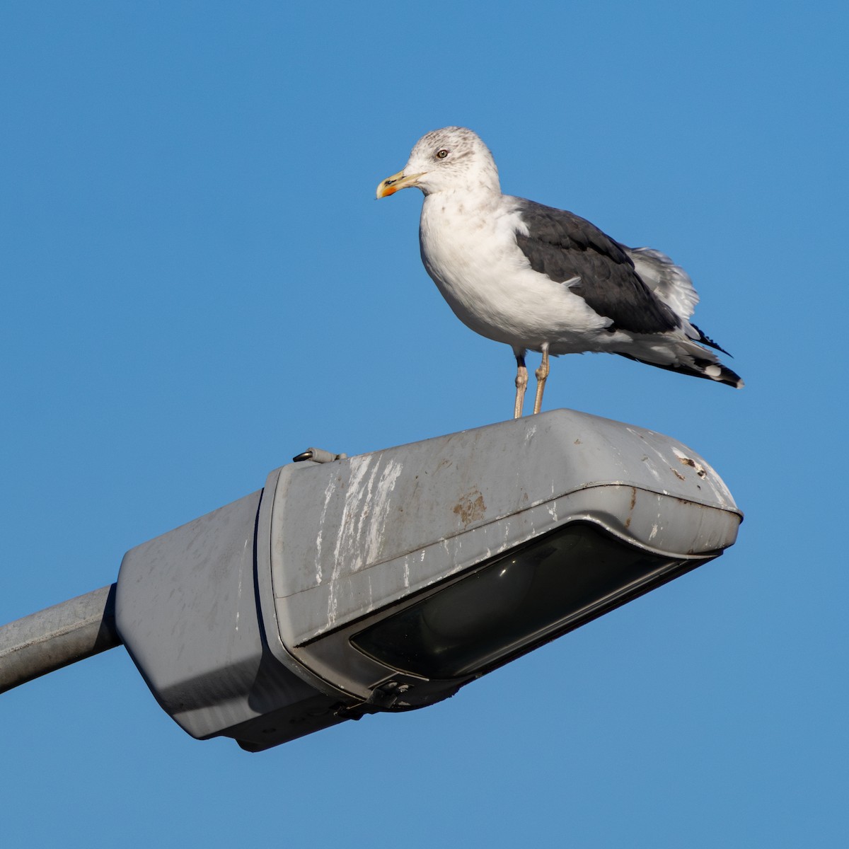 Мартин чорнокрилий - ML647763860