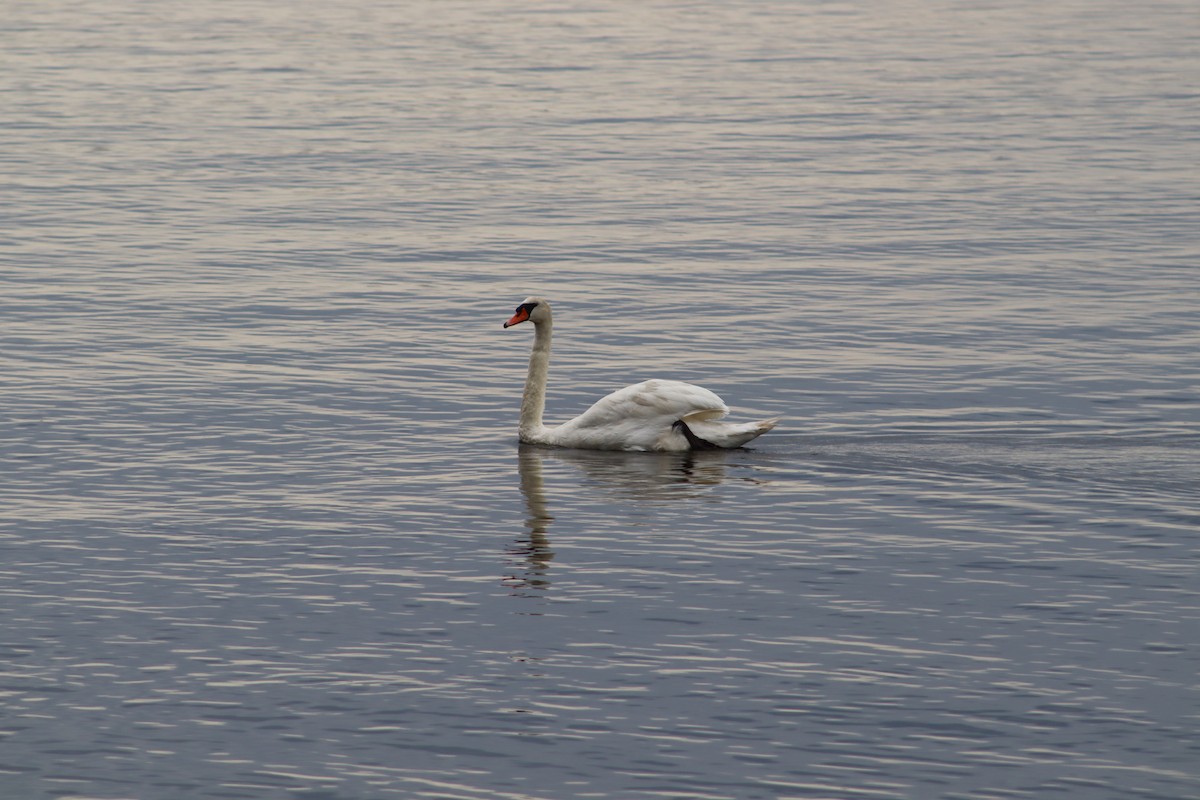 Лебідь-шипун - ML647763861