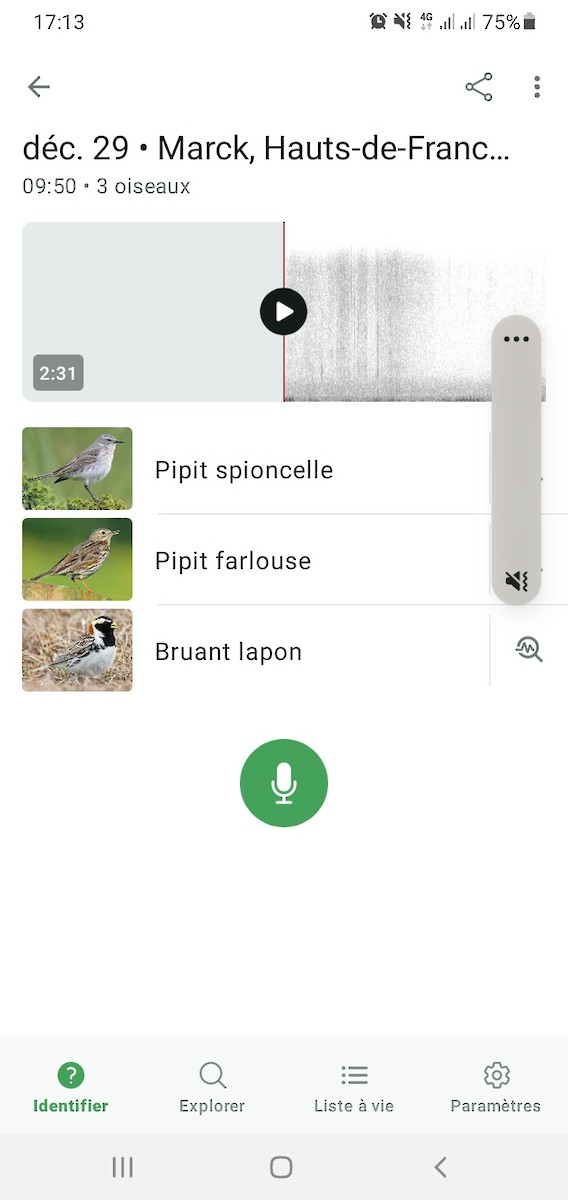 Подорожник лапландський - ML647763863