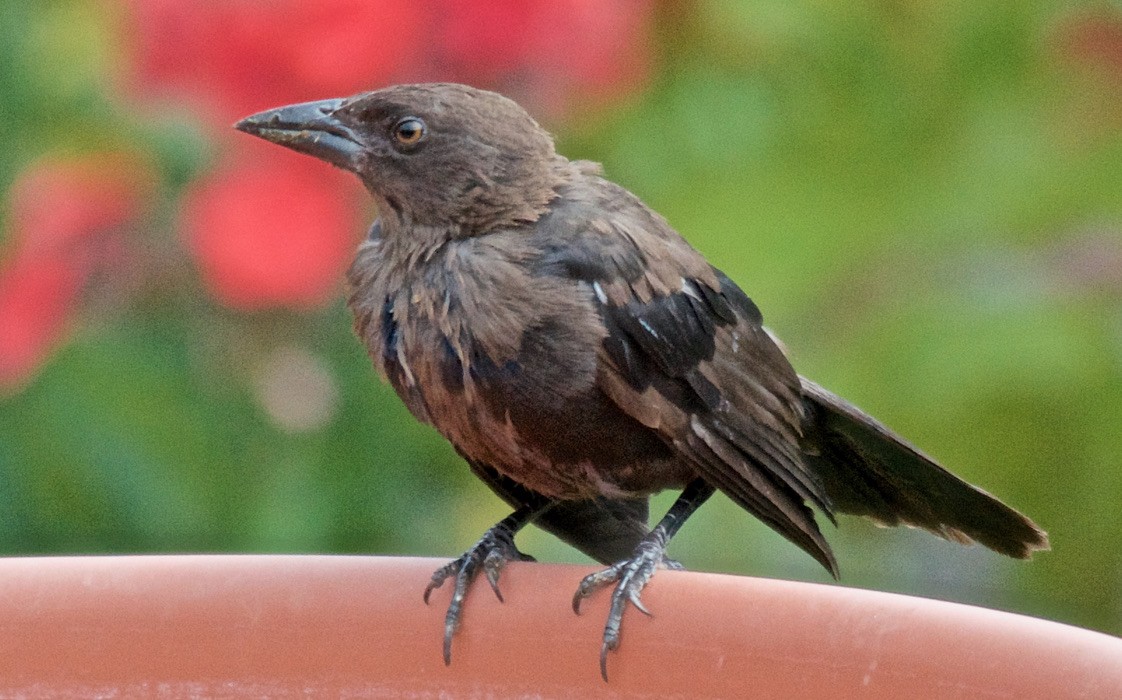 Гракл пурпуровошиїй - ML647763865