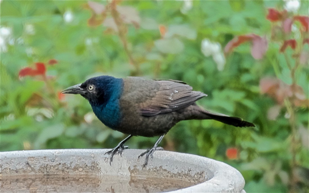 Гракл пурпуровошиїй - ML647763866