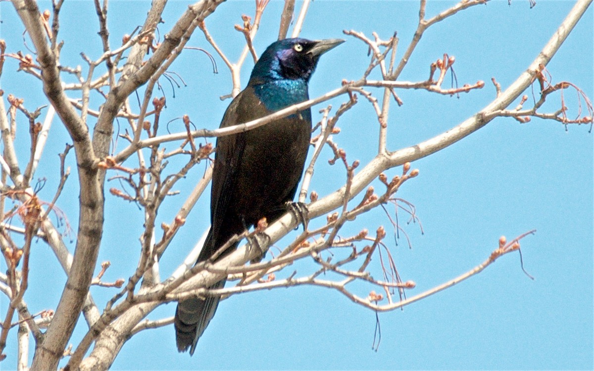 Гракл пурпуровошиїй - ML647763867