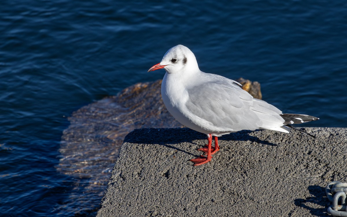 Мартин звичайний - ML647763868