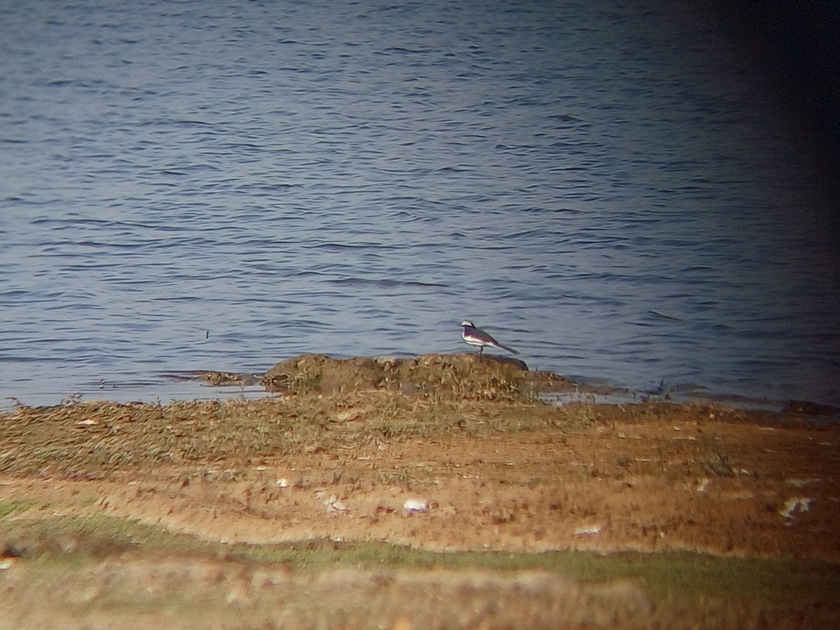 Плиска білоброва - ML647763876